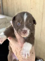 Red bi male, a male Australian Shepherd for sale in Fresno, CA – 1 of 5