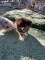 Red tri male, a male Toy Australian Shepherd for sale in Fresno, CA – 2 of 3