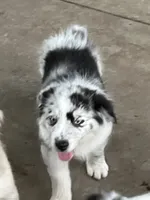 AKC Blue Merle male 2, a male Australian Shepherd for sale in Fresno, CA – 4 of 10
