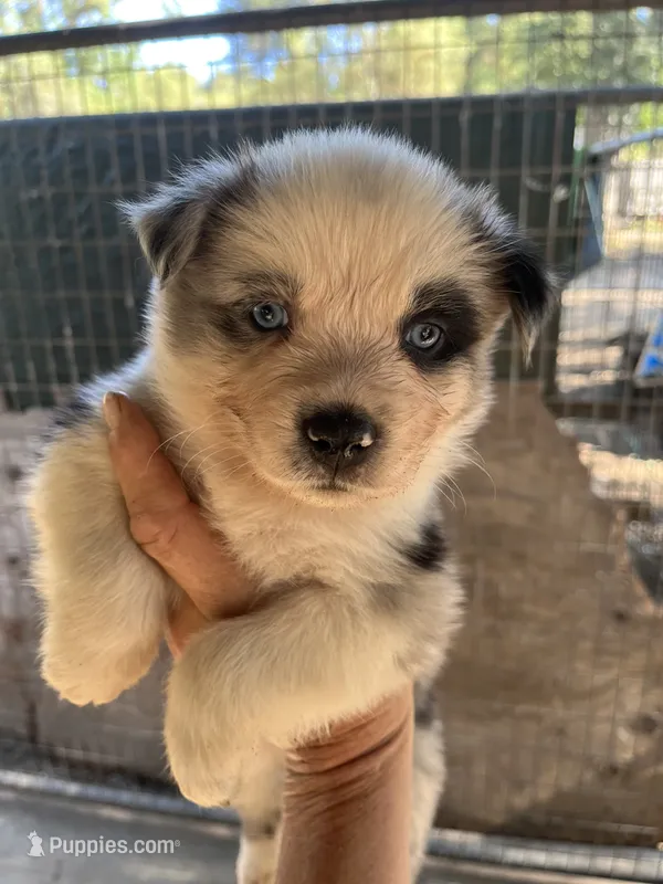 Female blue merle 1 – Australian Shepherd puppy for sale in Fresno, CA