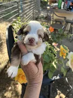 Red Merle male, a male Toy Australian Shepherd for sale in Fresno, CA – 1 of 5