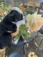 Black tri female, a female Toy Australian Shepherd for sale in Fresno, CA – 4 of 5
