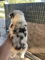 Female blue Merle 2, a female Australian Shepherd for sale in Fresno, CA – 3 of 3