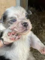 Female blue merle 1, a female Australian Shepherd for sale in Fresno, CA – 3 of 4