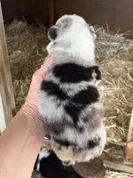 Female blue merle 1, a female Australian Shepherd for sale in Fresno, CA – 4 of 4