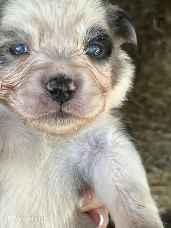 Female blue merle 1 – Australian Shepherd puppy for sale in Fresno, CA
