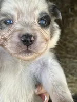 Female blue merle 1, a female Australian Shepherd for sale in Fresno, CA – 1 of 4