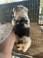 Blue Merle male 2, a male Australian Shepherd for sale in Fresno, CA – 5 of 6