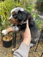 Dark copper, a male Miniature Australian Shepherd for sale in Fresno, CA – 3 of 4