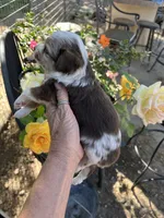 Red Merle male, a male Toy Australian Shepherd for sale in Fresno, CA – 4 of 5