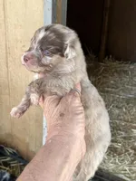 Red Merle male, a male Australian Shepherd for sale in Fresno, CA – 2 of 4