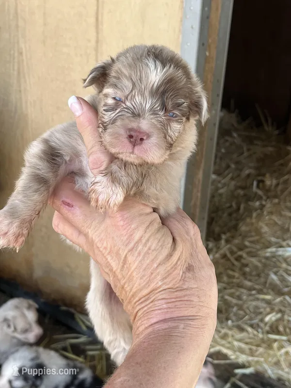 Red Merle male – Australian Shepherd puppy for sale in Fresno, CA