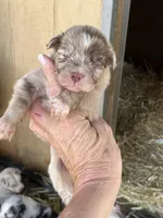 Red Merle male, a male Australian Shepherd for sale in Fresno, CA – 1 of 4