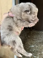 Red Merle male, a male Australian Shepherd for sale in Fresno, CA – 4 of 4