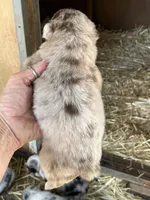 Red Merle male, a male Australian Shepherd for sale in Fresno, CA – 3 of 4
