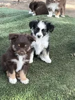 Black tri female, a female Toy Australian Shepherd for sale in Fresno, CA – 2 of 7
