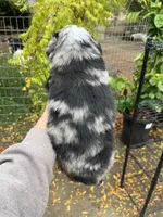 Blue Merle , a male Miniature Australian Shepherd for sale in Fresno, CA – 1 of 4