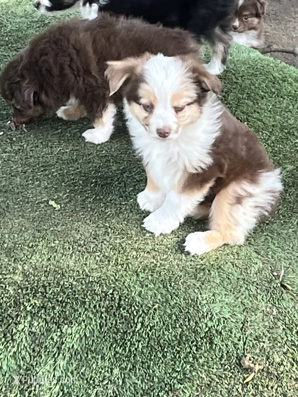 Red Merle male – Toy Australian Shepherd puppy for sale in Fresno, CA