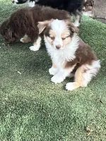 Red Merle male, a male Toy Australian Shepherd for sale in Fresno, CA – 1 of 7
