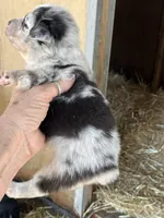 Blue Merle male2, a male Australian Shepherd for sale in Fresno, CA – 2 of 4