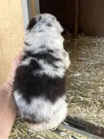Blue Merle male2, a male Australian Shepherd for sale in Fresno, CA – 4 of 4