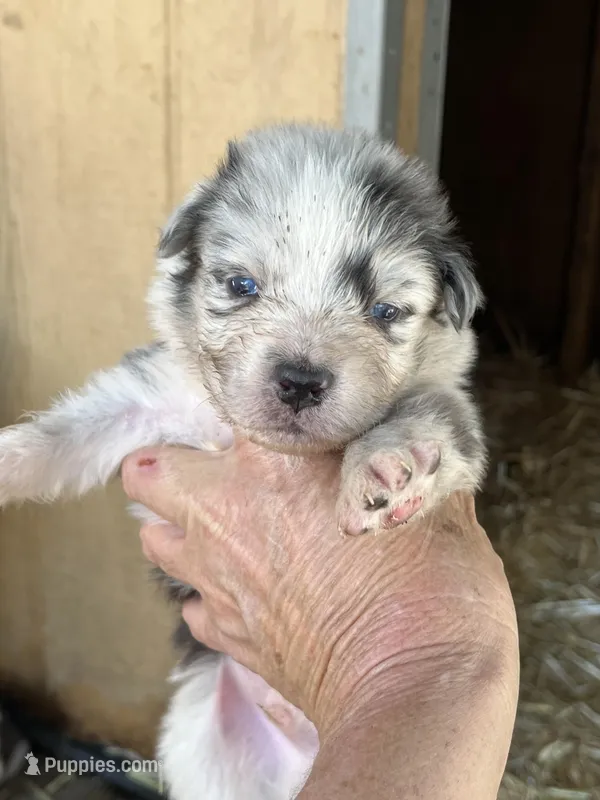 Blue Merle male2 – Australian Shepherd puppy for sale in Fresno, CA