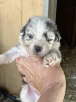 Blue Merle male2, a male Australian Shepherd for sale in Fresno, CA – 1 of 4