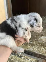 Blue Merle male2, a male Australian Shepherd for sale in Fresno, CA – 3 of 4