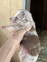 Red Merle female, a female Australian Shepherd for sale in Fresno, CA – 2 of 4