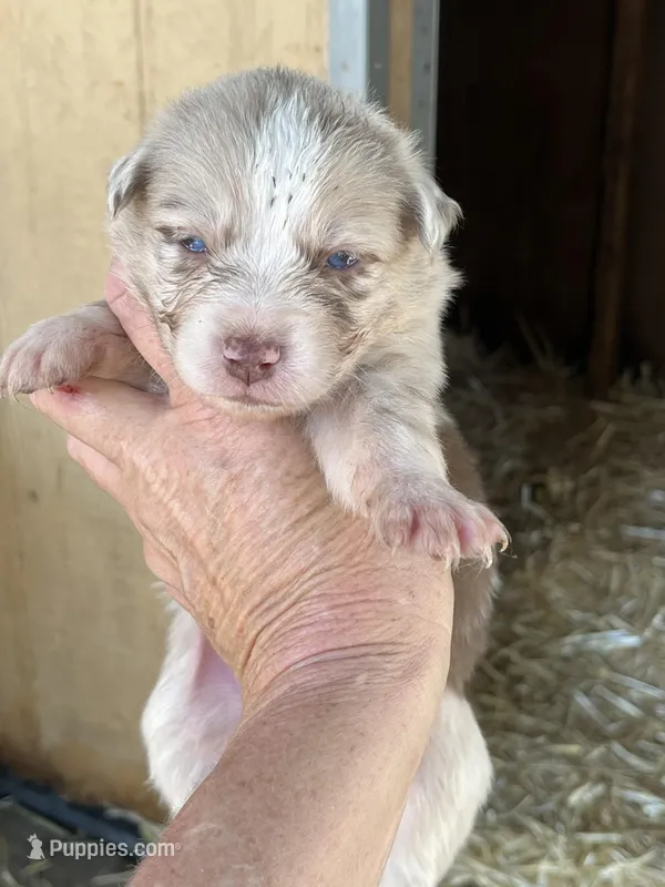 Red Merle female – Australian Shepherd puppy for sale in Fresno, CA