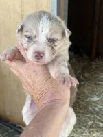 Red Merle female, a female Australian Shepherd for sale in Fresno, CA – 1 of 4