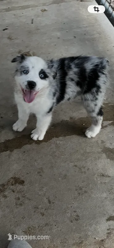 Female blue merle 1 – Australian Shepherd puppy for sale in Fresno, CA