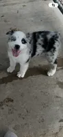 AKC Female blue merle, a female Australian Shepherd for sale in Fresno, CA – 1 of 6