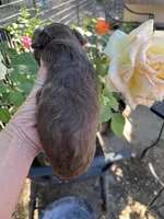 Red tri female, a female Toy Australian Shepherd for sale in Fresno, CA – 3 of 5