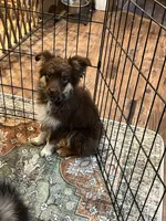 Birdie, a female Toy Australian Shepherd for sale in Fresno, CA – 2 of 2