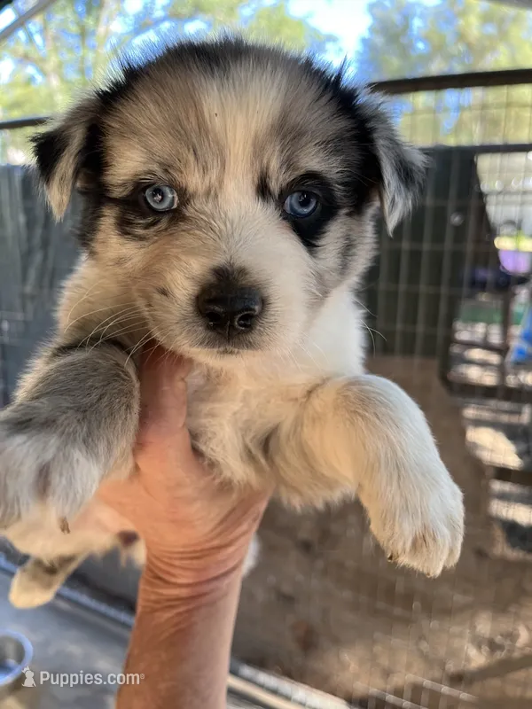 Female blue Merle 3 – Australian Shepherd puppy on hold in Fresno, CA