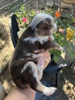 Red Merle male, a male Toy Australian Shepherd for sale in Fresno, CA – 2 of 5