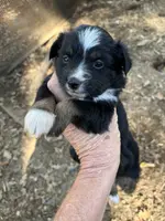 Tri female, a female Toy Australian Shepherd for sale in Fresno, CA – Photo 2 of 2