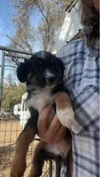 Tri female, a female Toy Australian Shepherd for sale in Fresno, CA – Photo 1 of 2