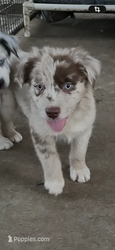 Red Merle male – Australian Shepherd puppy for sale in Fresno, CA