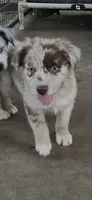 Red Merle male, a male Australian Shepherd for sale in Fresno, CA – 1 of 10