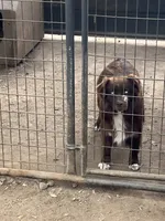 Booger, a male Australian Shepherd for sale in Fresno, CA – 1 of 2