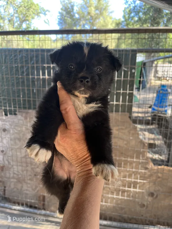 Black bi female – Australian Shepherd puppy for sale in Fresno, CA