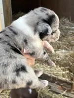 Female blue Merle 3, a female Australian Shepherd for sale in Fresno, CA – 3 of 4
