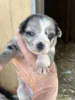 Female blue Merle 3, a female Australian Shepherd for sale in Fresno, CA – 4 of 4