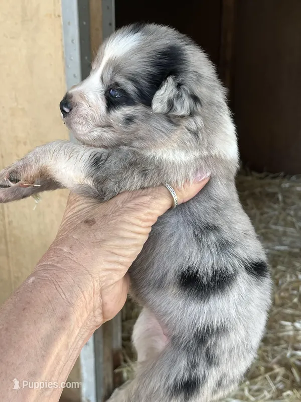 Female blue Merle 3 – Australian Shepherd puppy for sale in Fresno, CA