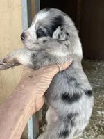 Female blue Merle 3, a female Australian Shepherd for sale in Fresno, CA – 1 of 4
