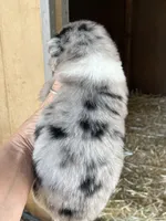 Female blue Merle 3, a female Australian Shepherd for sale in Fresno, CA – 2 of 4