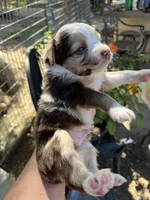 Red Merle male, a male Toy Australian Shepherd for sale in Fresno, CA – 3 of 5