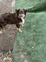 Tippy, a female Toy Australian Shepherd for sale in Fresno, CA – 2 of 3